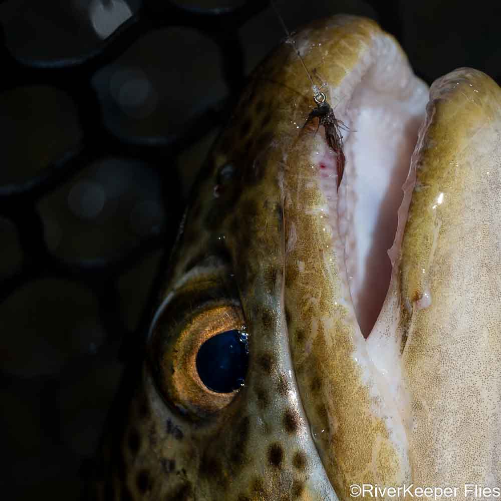 Madison Brown Trout with IOBO Humpy Fly | www.johnkreft.com