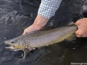 My Nine Favorite Dry Flies