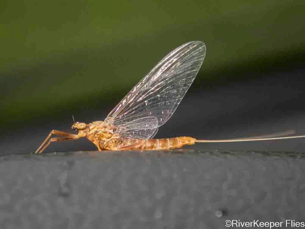 Madison River Mayfly | www.johnkreft.com