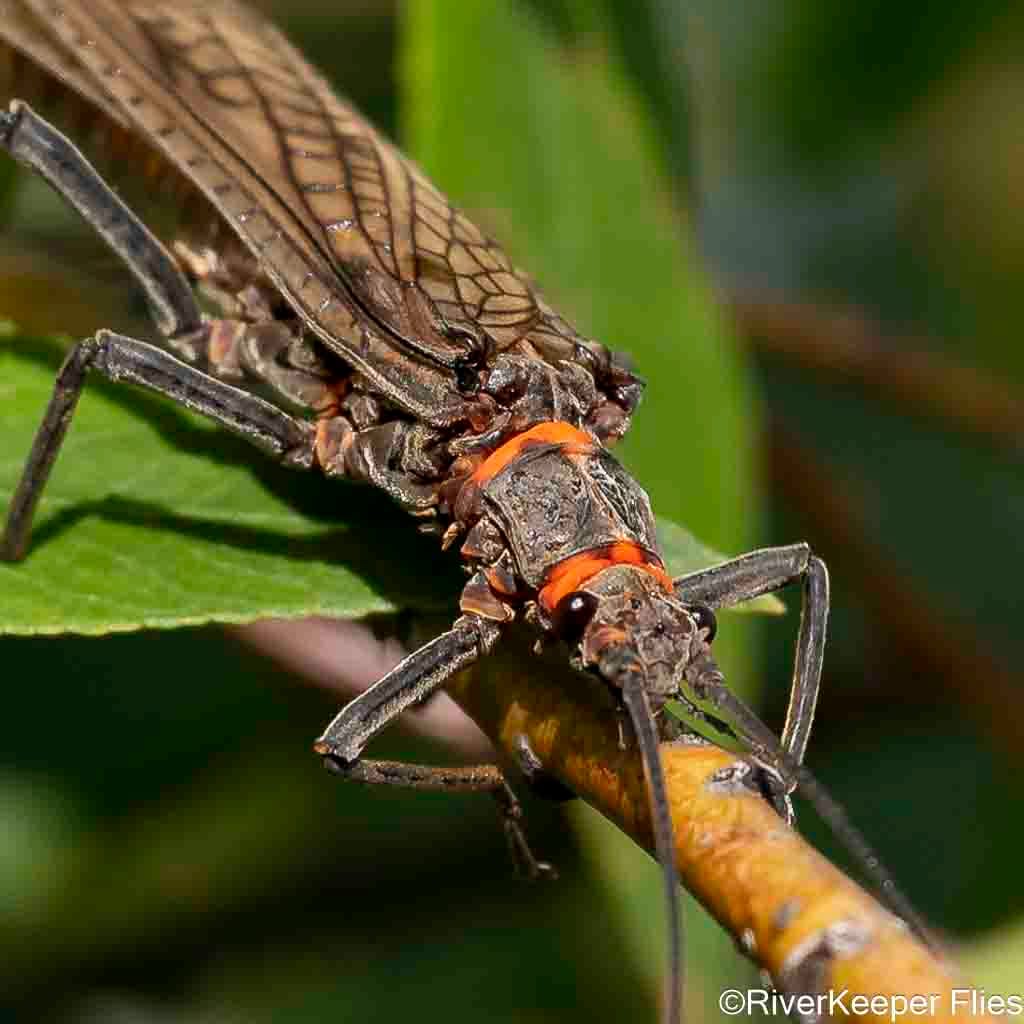Madison Salmonfly Closeup | www.johnkreft.com