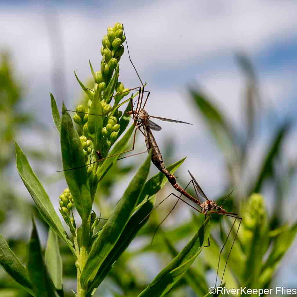 Mating Crane flies - Madison River | www.johnkreft.com