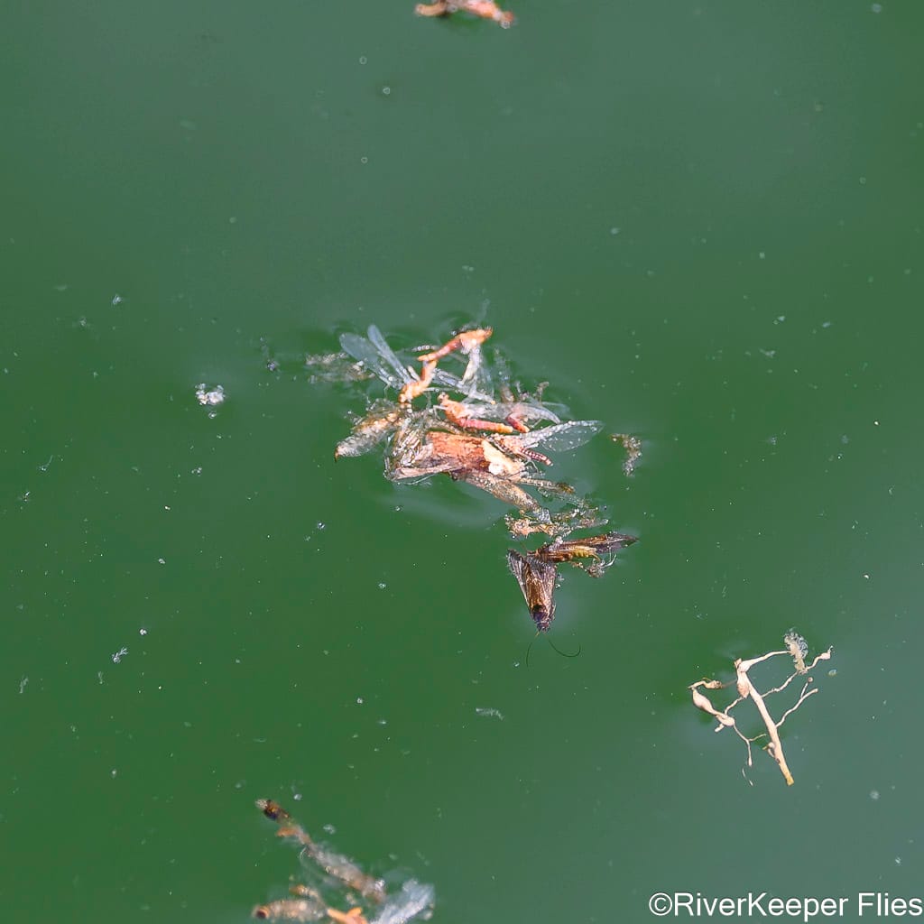 Mayflies and Caddis - Upper Columbia River | www.johnkreft.com