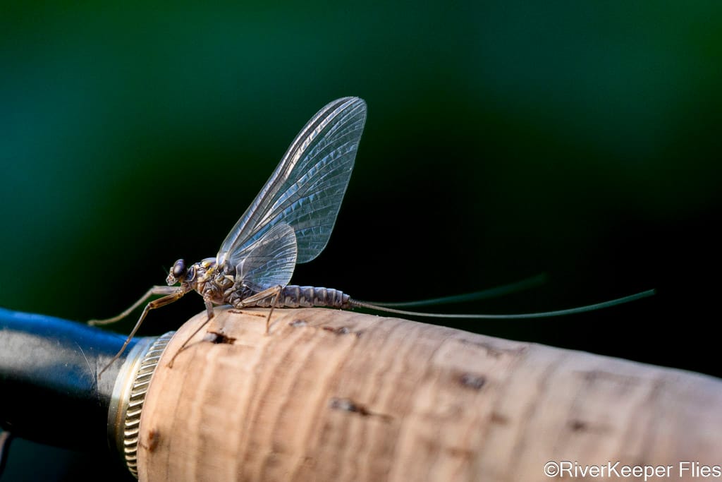 Mayfly - Metolius River | www.johnkreft.com