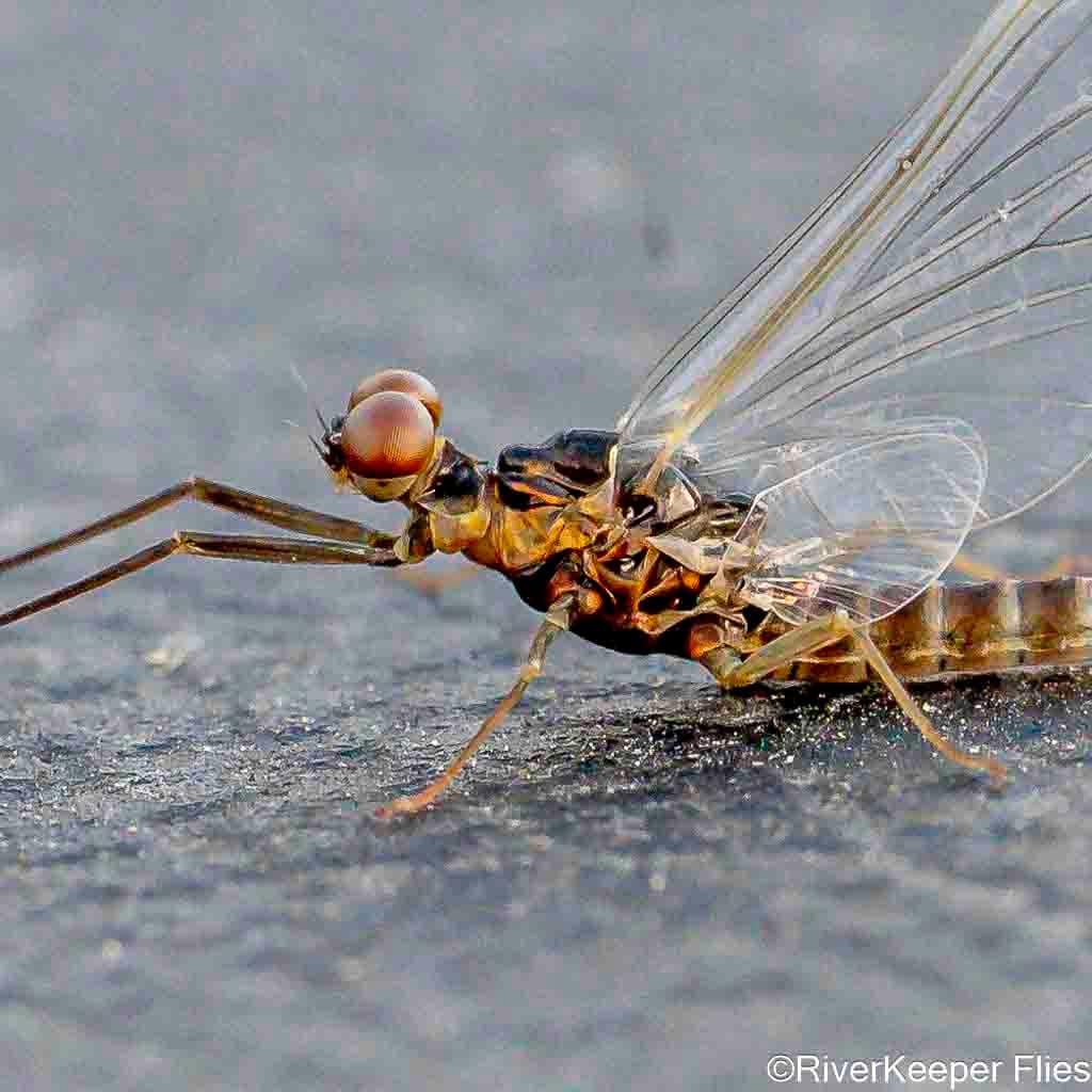 Mayfly Spinner - Madison River | www.johnkreft.com