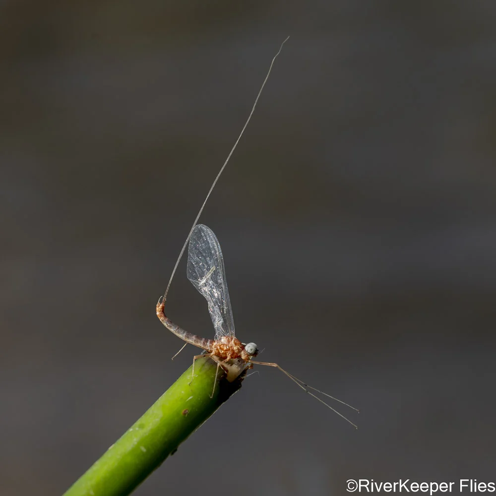 Mayfly Spinner on Reed - Grey's River | www.johnkreft.com