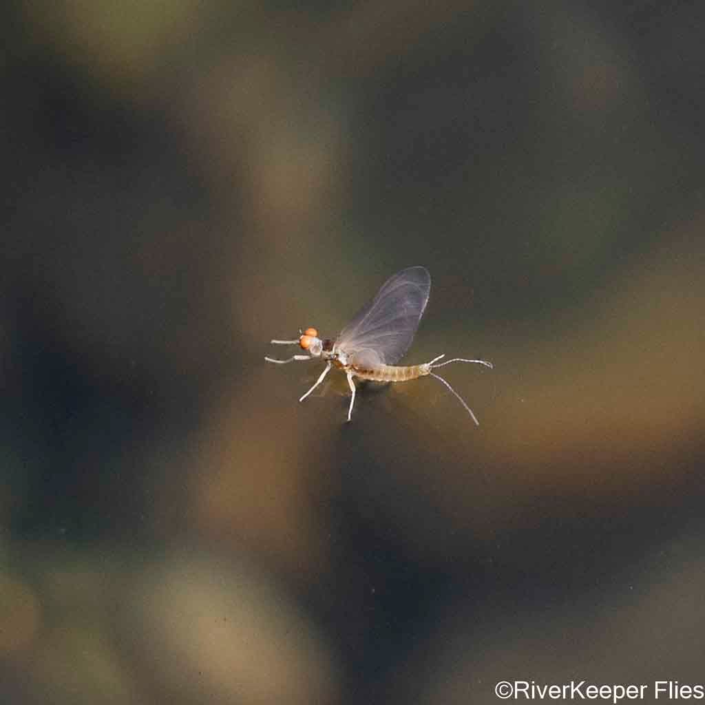 Mayfly - Yellowstone River | www.johnkreft.com