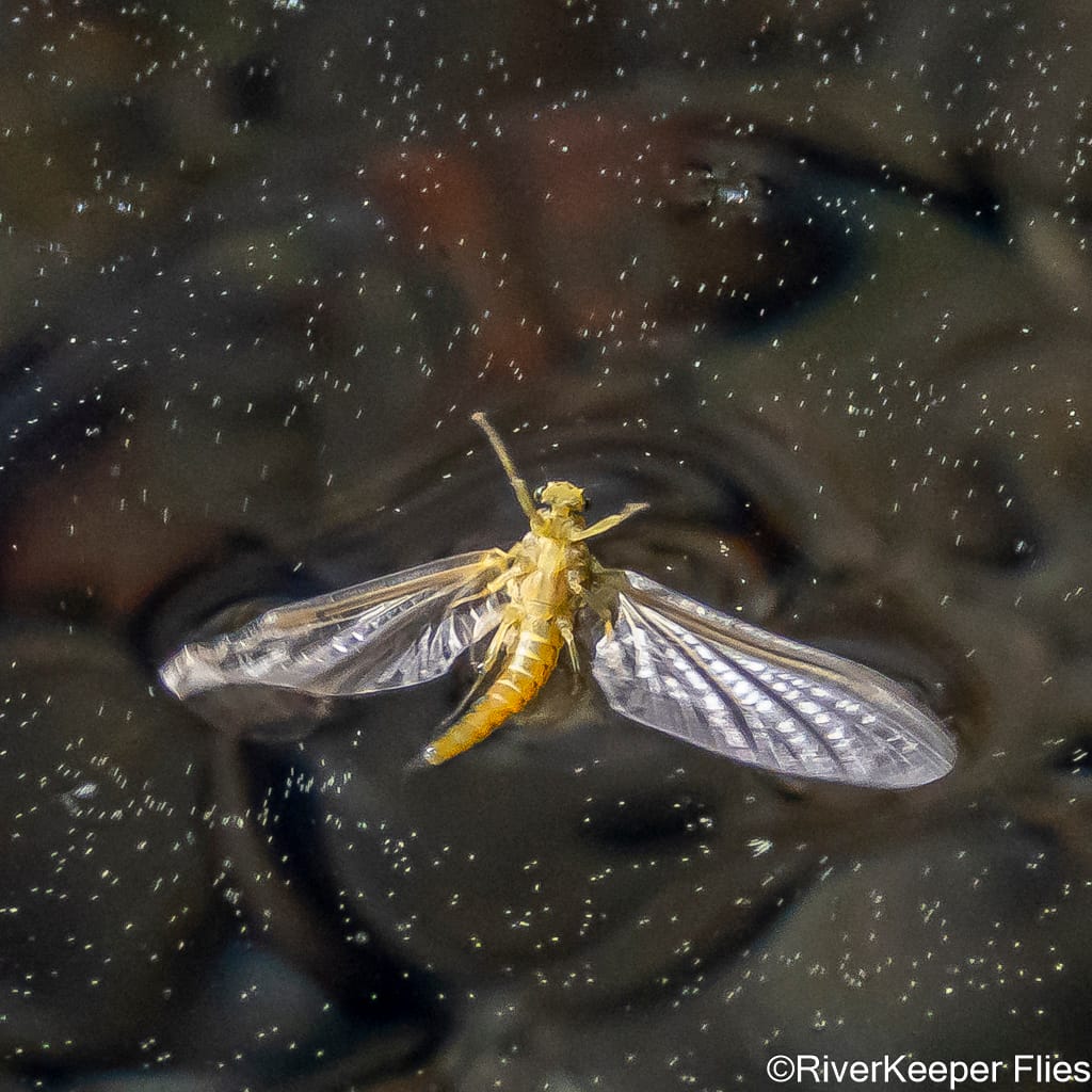 Mayfly on Water | www.johnkreft.com