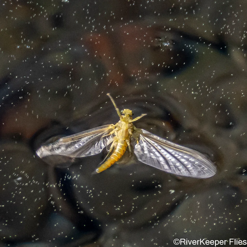 Mayfly on Water | www.johnkreft.com