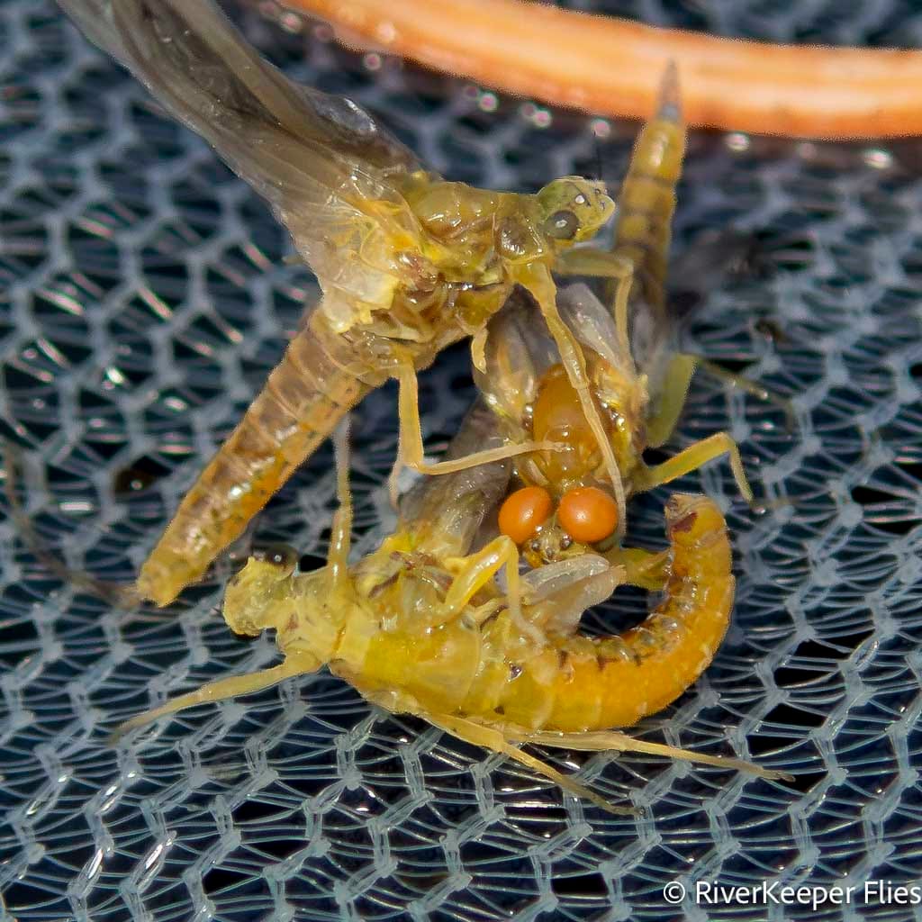 Mess of Mayflies - Metolius | www.johnkreft.com