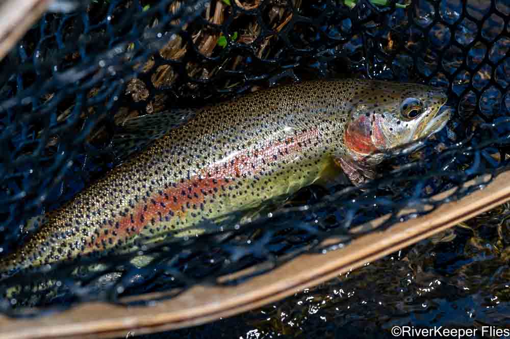 Metolius Rainbow Trout | www.riverkeeperflies.com