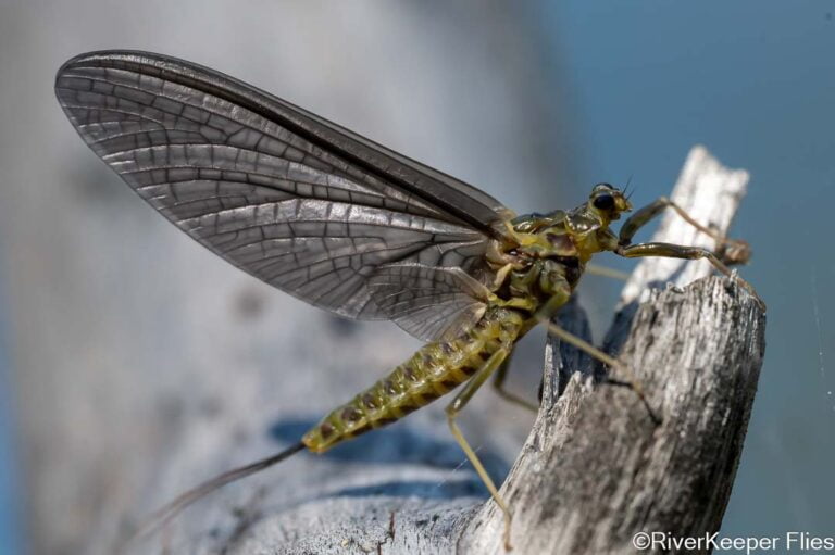 Metolius Drunella flavilinea | www.johnkreft.com