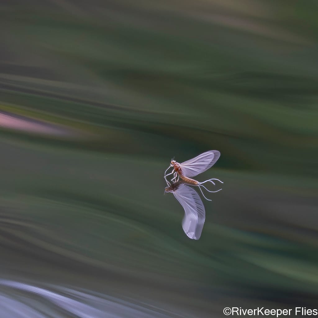 Metolius Mayfly | www.johnkreft.com
