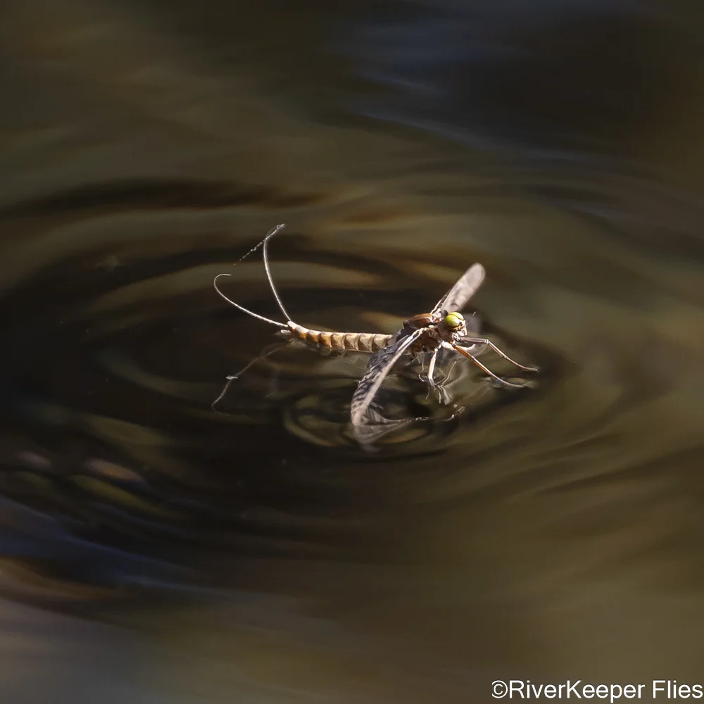 Metolius Mayfly with Flat Wings | www.johnkreft.com