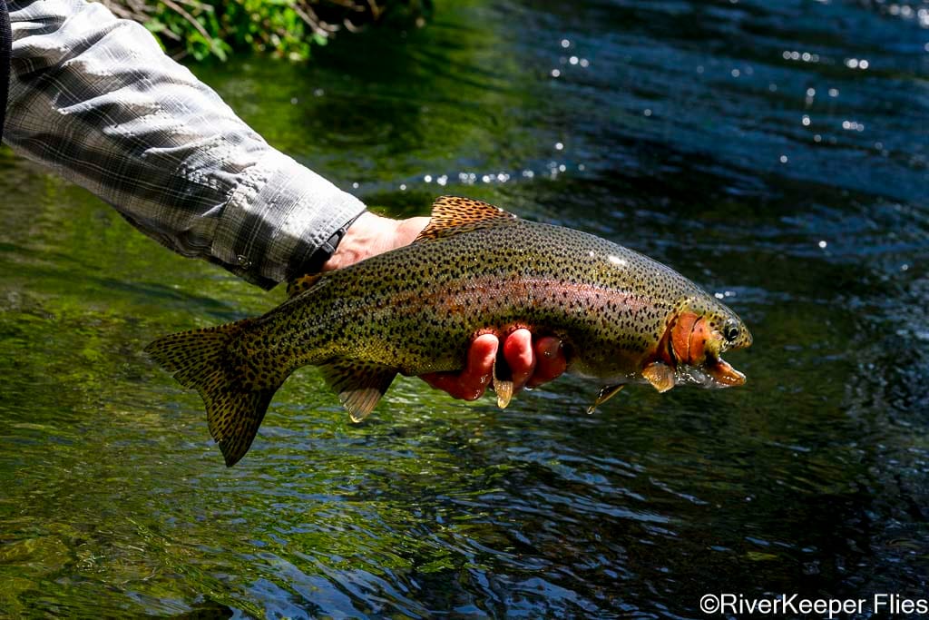 Metolius Rainbow | www.johnkreft.com