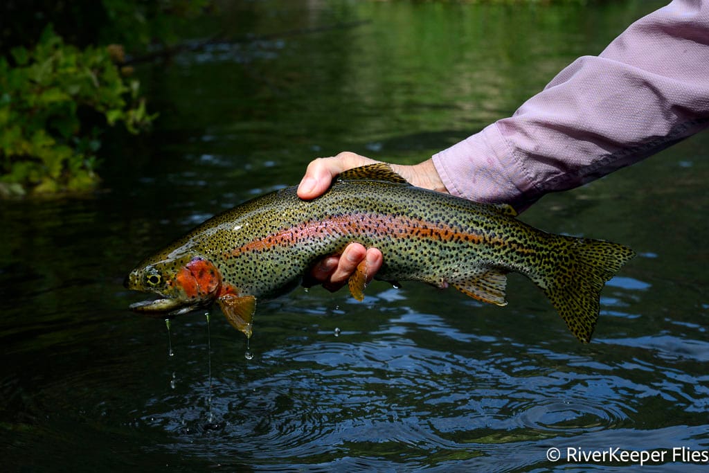 Metolius Rainbow | www.johnkreft.com