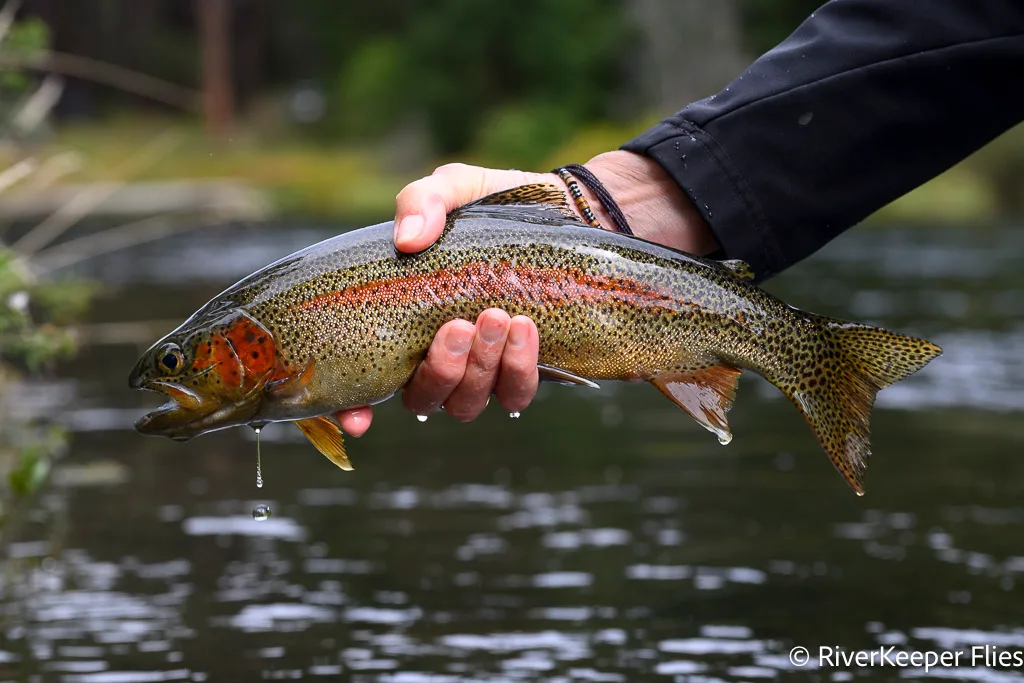 Metolius Rainbow | www.johnkreft.com
