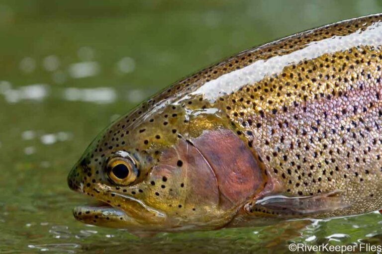 Metolius Rainbow Closeup | www.johnkreft.com