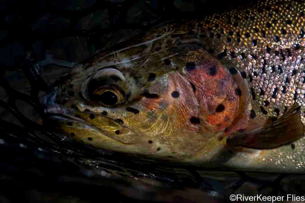 Metolius Rainbow Closeup | www.johnkreft.com