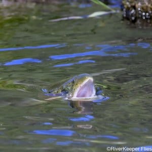 Metolius Rainbow Eating Mayflies | www.johnkreft.com