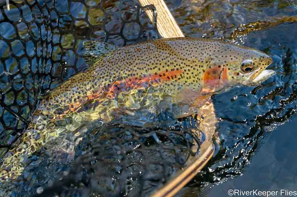 Metolius Rainbow Going Home | www.riverkeeperflies.com