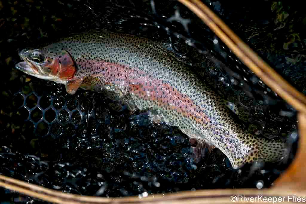 Metolius Rainbow in Net | www.johnkreft.com