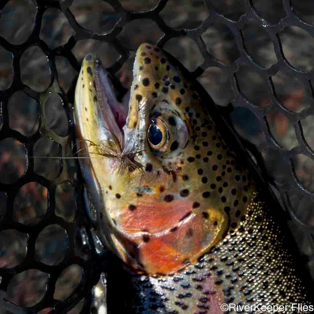 Metolius Rainbow with Green Drake Hatchmaster | www.johnkreft.com