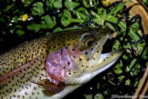 Metolius Rainbow with PMD CDC Loop Wing Emerger | www.johnkreft.com