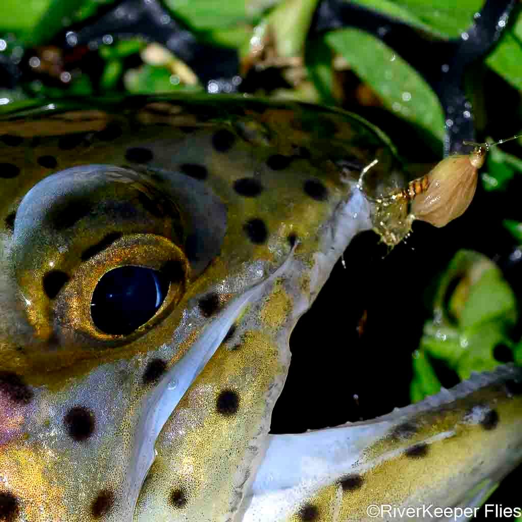 Metolius Rainbow with PMD CDC Loop Wing Emerger - Closeup | www.johnkreft.com