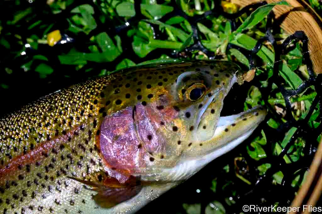 Metolius Rainbow with PMD CDC Loop Wing Emerger | www.johnkreft.com