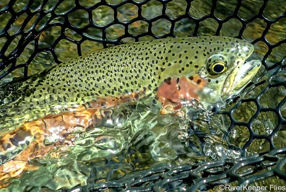 Metolius Rainbow | www.johnkreft.com