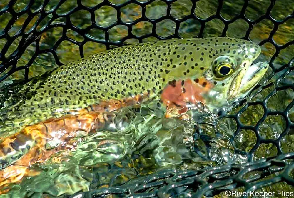 Metolius Rainbow | www.johnkreft.com