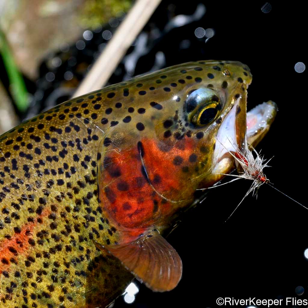 Metolius Redside with Green Drake Beta Spinner | www.johnkreft.com
