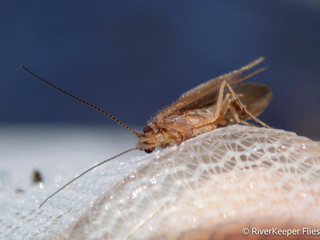 Metolius River - Caddis | www.johnkreft.com