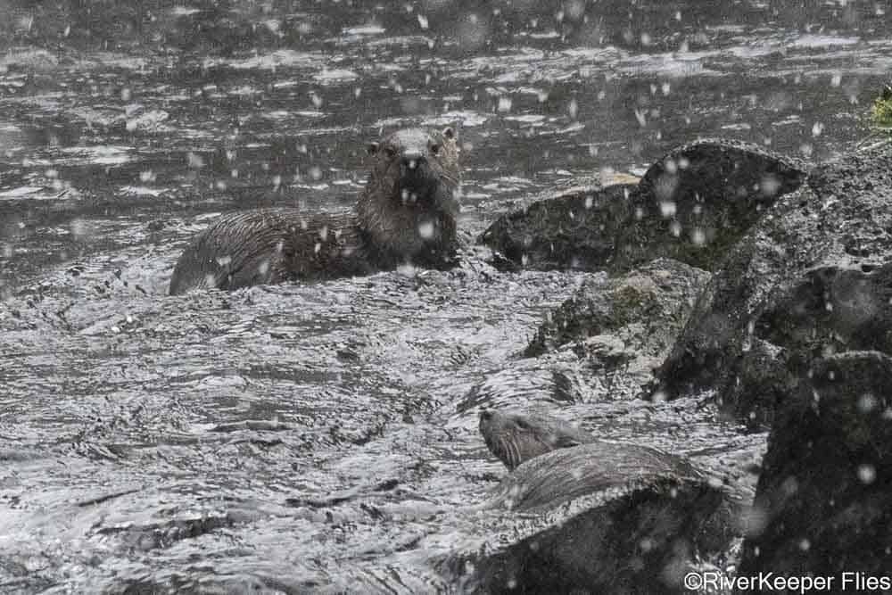Metolius River Otters | www.johnkreft.com