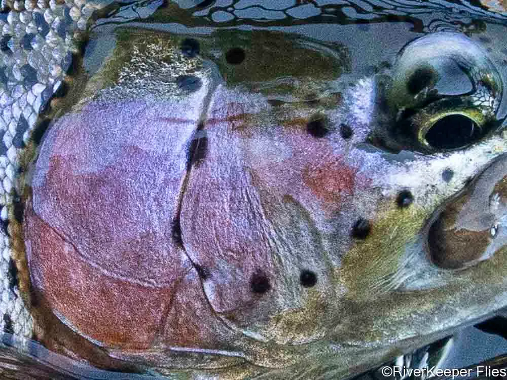 Metolius River Rainbow Cheek | www.johnkreft.com