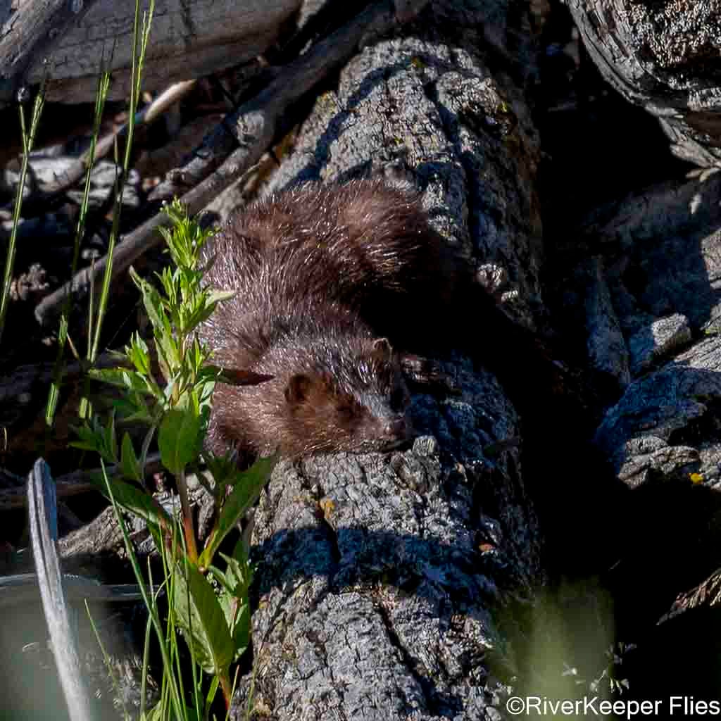 Mink - Madison River | www.johnkreft.com