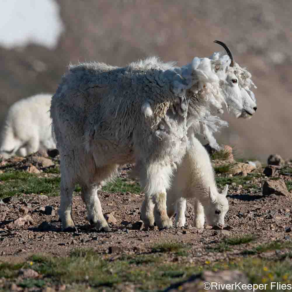 Mountain Goat Nanny and Kid - Beartooth Pass | www.johnkreft.com