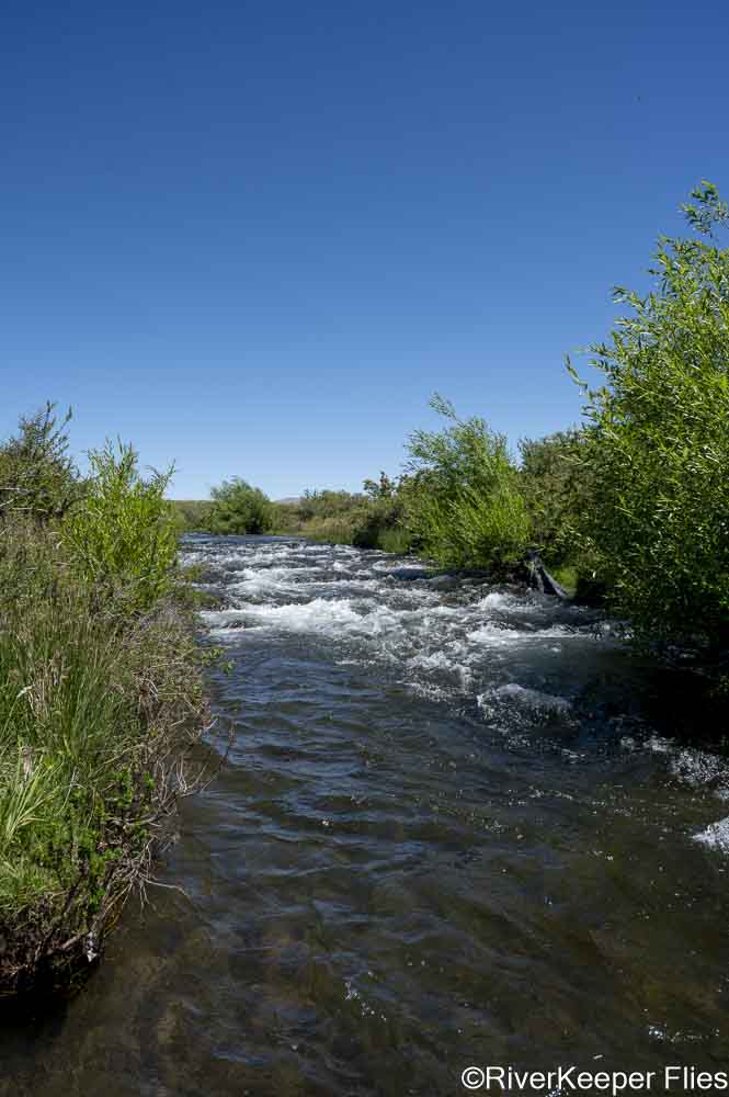 Ñireco Creek Run | www.johnkreft.com