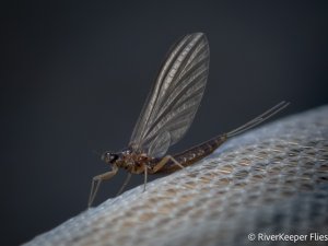 October Baetis - Metolius | www.johnkreft.com