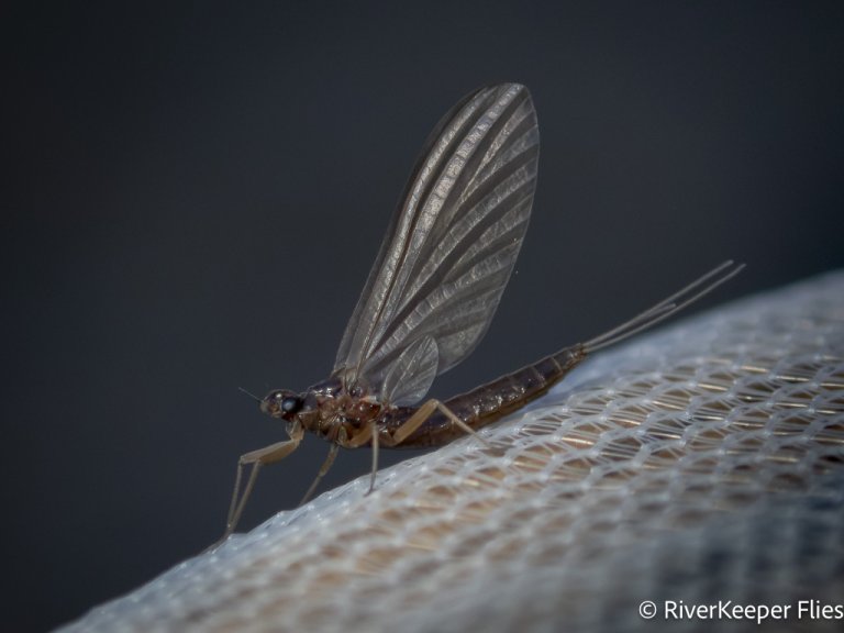 October Baetis - Metolius | www.johnkreft.com