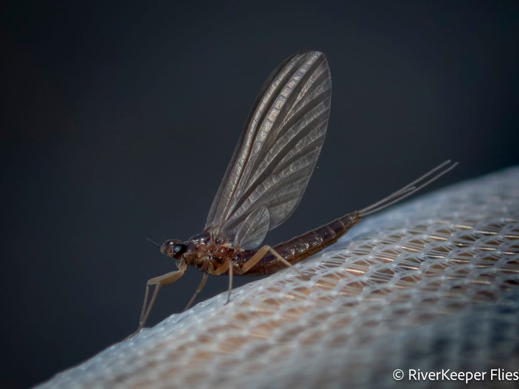 October Baetis - Metolius | www.johnkreft.com