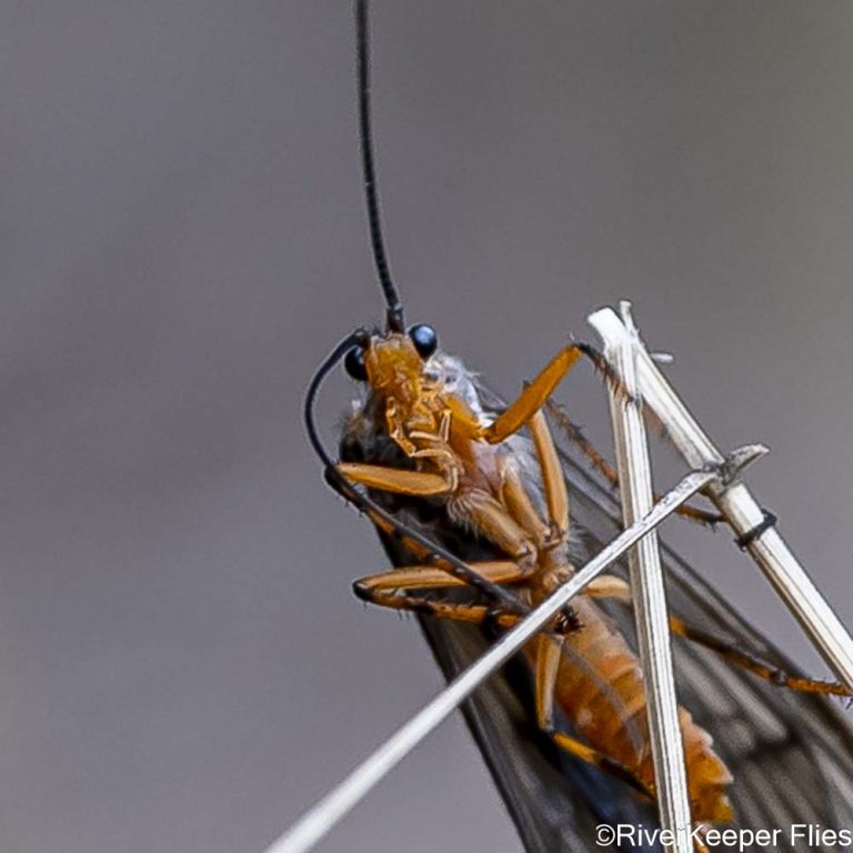 October Caddis Closeup | www.johnkreft.com