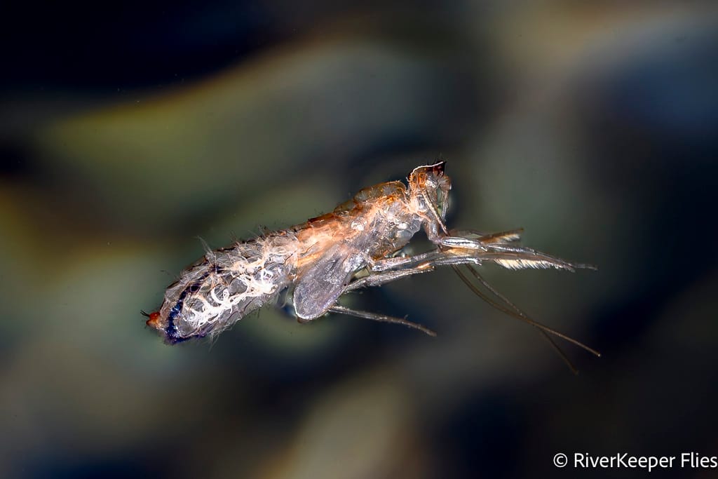 October Caddis Empty Pupal Shuck - Metolius | www.johnkreft.com