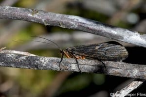 October Caddis - Metolius | www.johnkreft.com