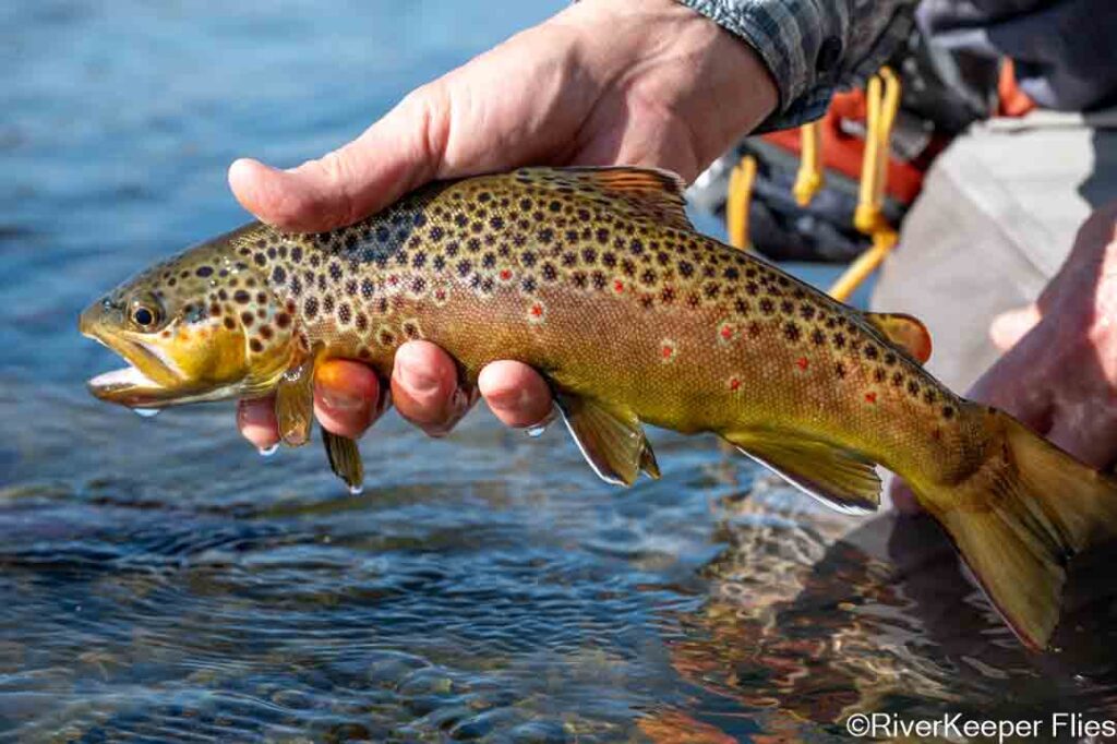 Owyhee River Brown (2) | www.johnkreft.com