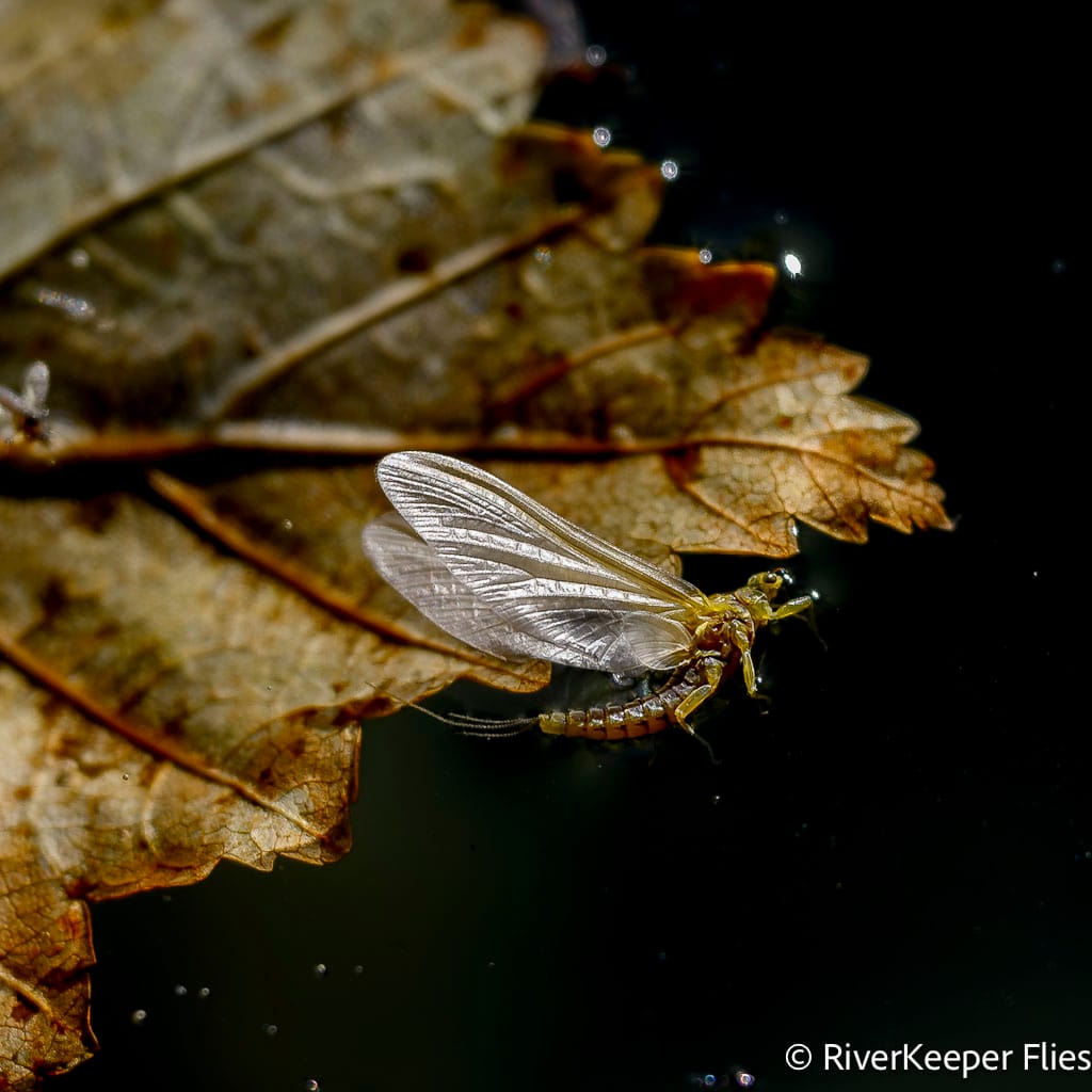 PMD Floating with Leaf on Metolius River | www.johnkreft.com