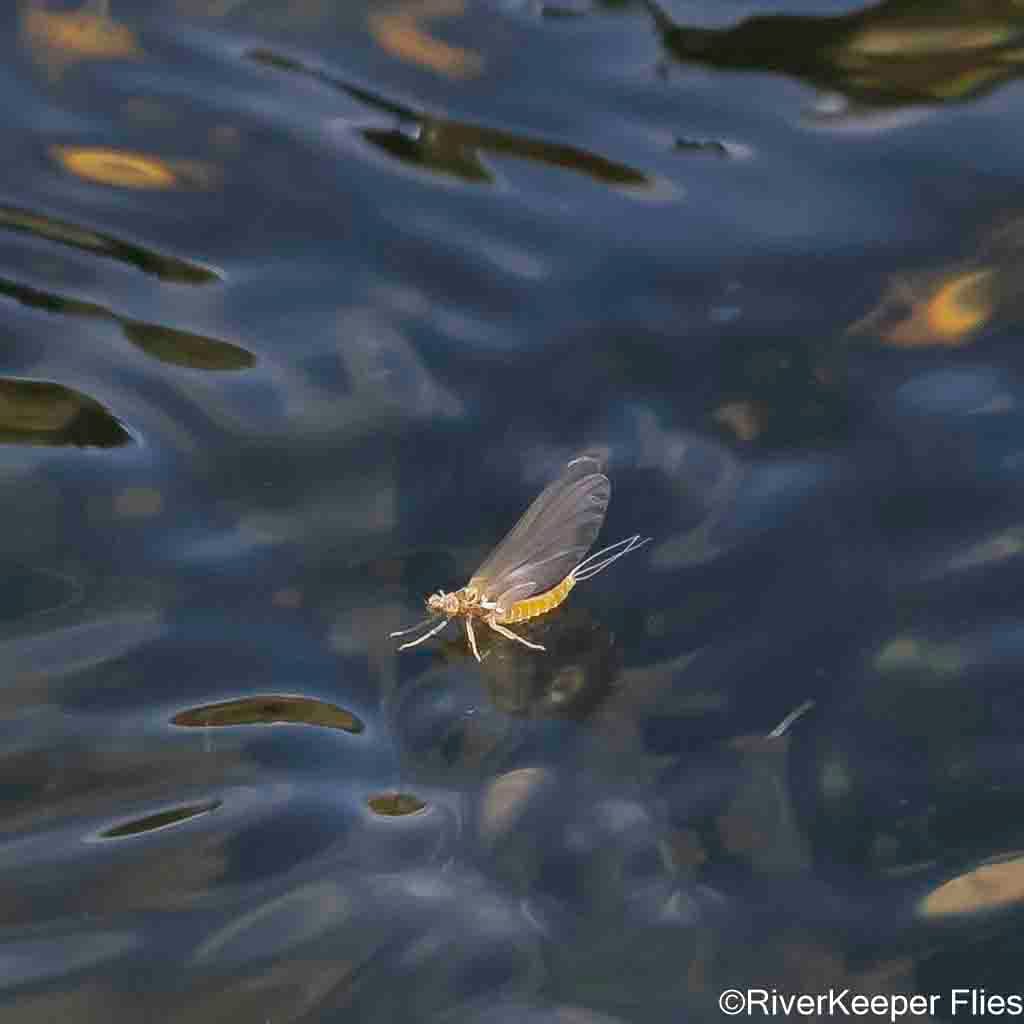 PMD - Yellowstone River | www.johnkreft.com