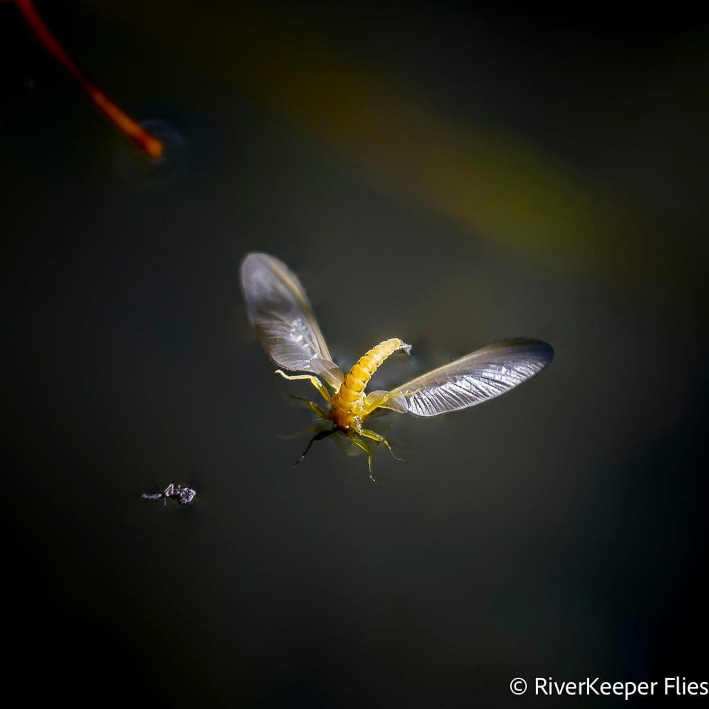 PMD with Head in Water - Metolius River | www.johnkreft.com