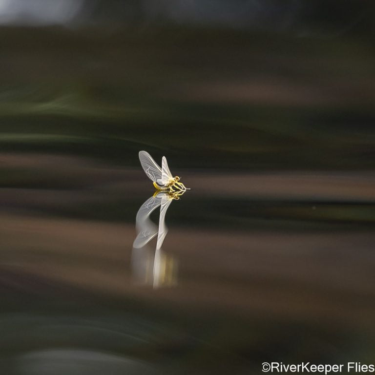 PMD with Long Reflected Wings | www.johnkreft.com