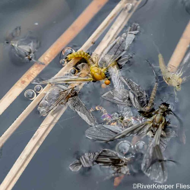 PMDS - Closeup - Metolius River | www.johnkreft.com